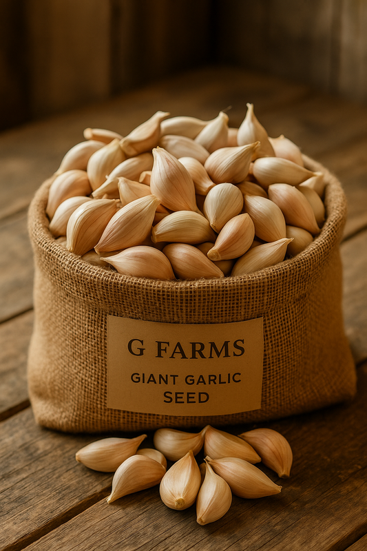 10 lb Elephant Garlic Seed – Large Pack for Big Yields