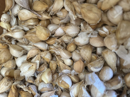 1 lb Elephant Garlic Seed – Premium, Farm-Grown Cloves